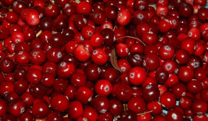 Jak pěstovat brusinky | rady Jak pěstovat brusinky | rady