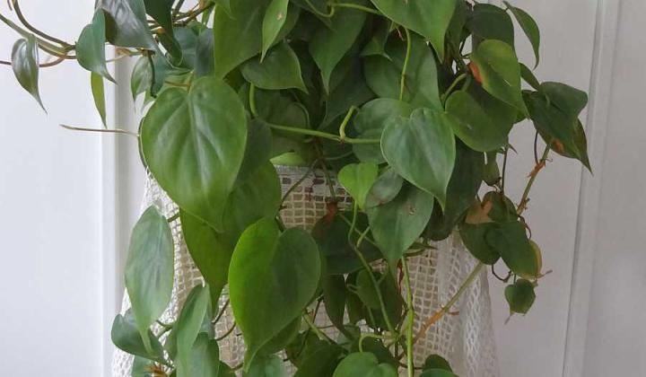 Jak pěstovat popínavý filodendron | rady