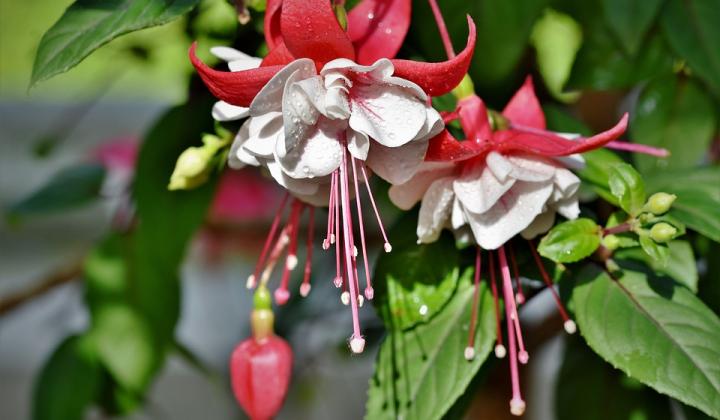 Jak zazimovat fuchsie | rady Jak zazimovat fuchsie | rady