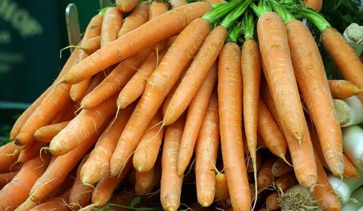 Jak správně pěstovat mrkev Jak správně pěstovat mrkev