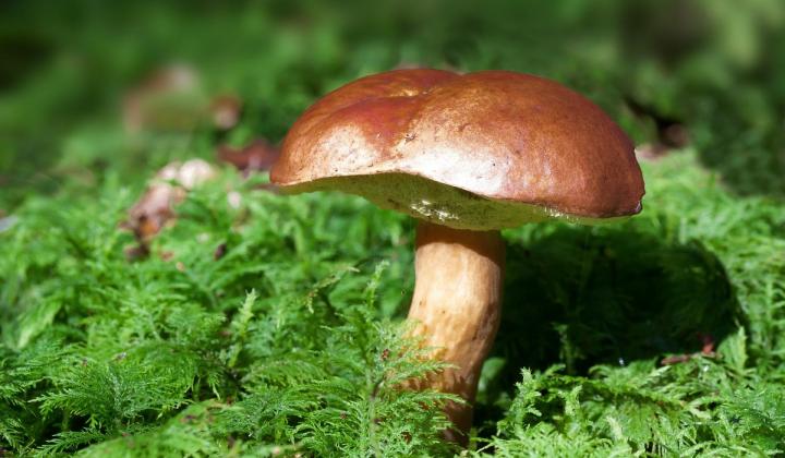 Jak zpracovat a uchovat houby Jak zpracovat a uchovat houby