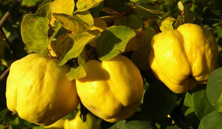 Jak zpracovat kdoule na kompot a sladký domácí likér | 2 recepty plody kdouloně – kdoule