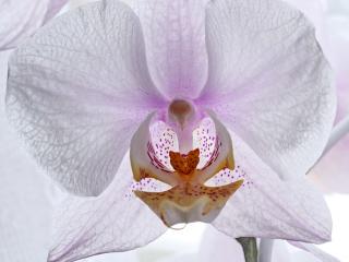 Jak přesazovat orchidej Jak přesazovat orchidej