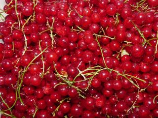 Jak udělat rybízovou buchtu | recept Rybíz se jako náplň do buchet příliš často nepoužívá. Někdy nastává situace, že hospodyňce při přípravě například borůvkových buchet nevystačí ovoce, a tak poslední dvě tři buchty na plechu naplní tím, co bývá na zahrádce v létě nejrychleji po ruce – červeným rybízem.