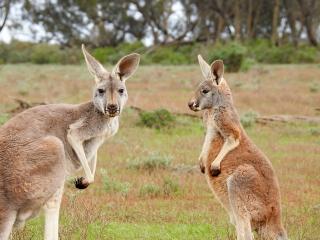 Jak najít v Austrálii klokany | rady Jak najít v Austrálii klokany | rady