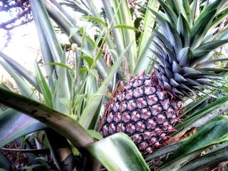 Jak využít ananas pro zdraví | rady a tipy Jak využít ananas pro zdraví | rady a tipy